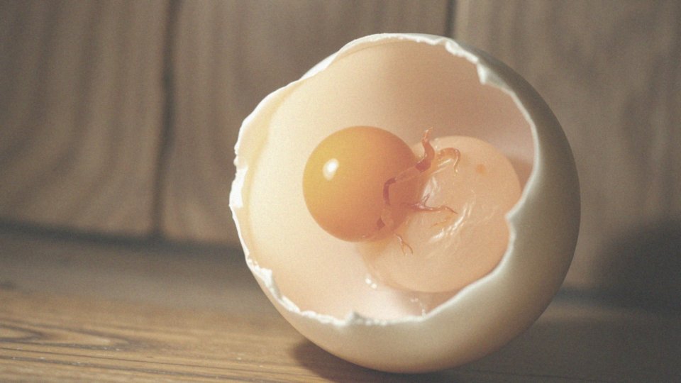 Jak zarodek rozwija się w jajku kurzym?
